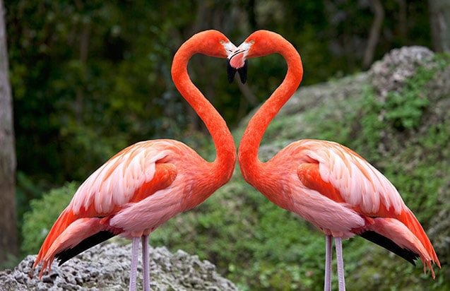 flamencos-creando-un-corazc3b3n.jpg