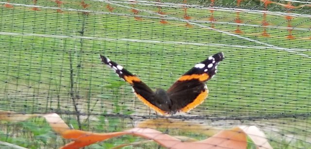 20190720_125827 - Butterfly on top of poultry enclosure.jpg
