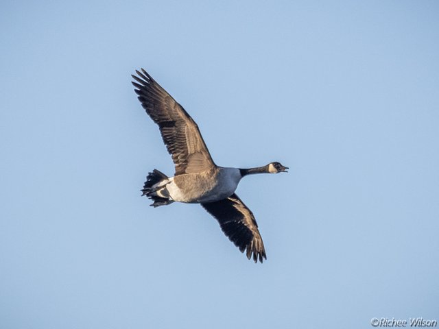 Goose in flight.jpg