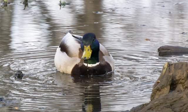 DSC08714.jpg