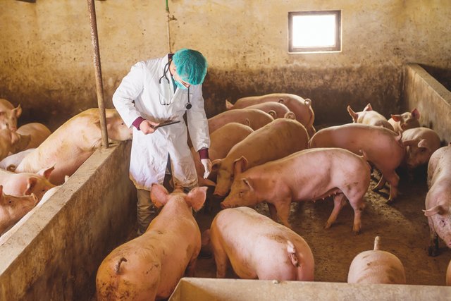 Veterinarian-checking-pigs-.jpg