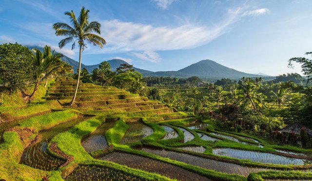 Best-Tourist-Attractions-Indonesia-Jatiluwih.jpg