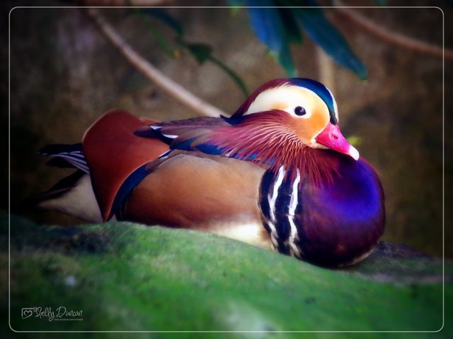 Mandarin Duck 1.jpg