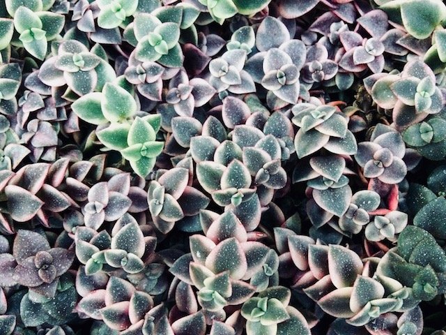 Succulents 167KB 640x480.jpg