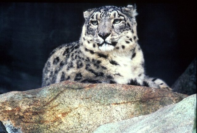 Snow_Leopard_Large.jpg