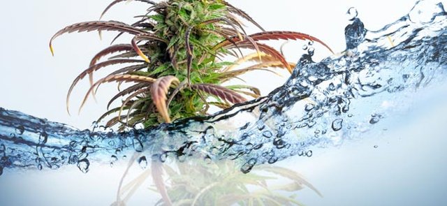 growing-marijuana-watering.jpg