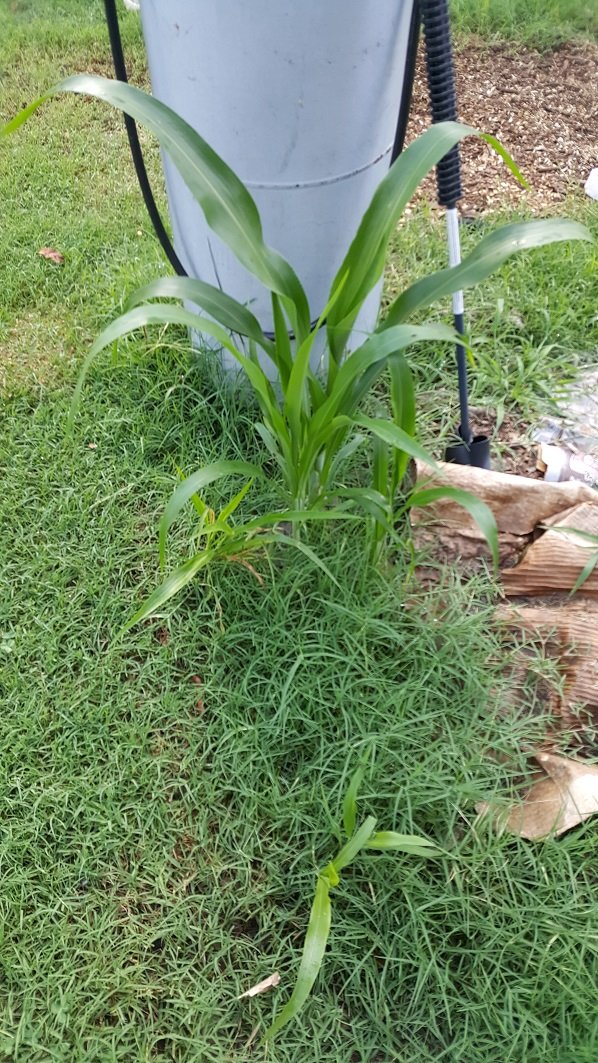 backyardcorn.jpg