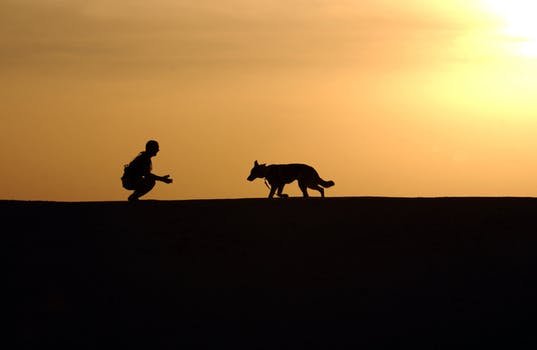 dog-trainer-silhouettes-sunset-38284.jpeg