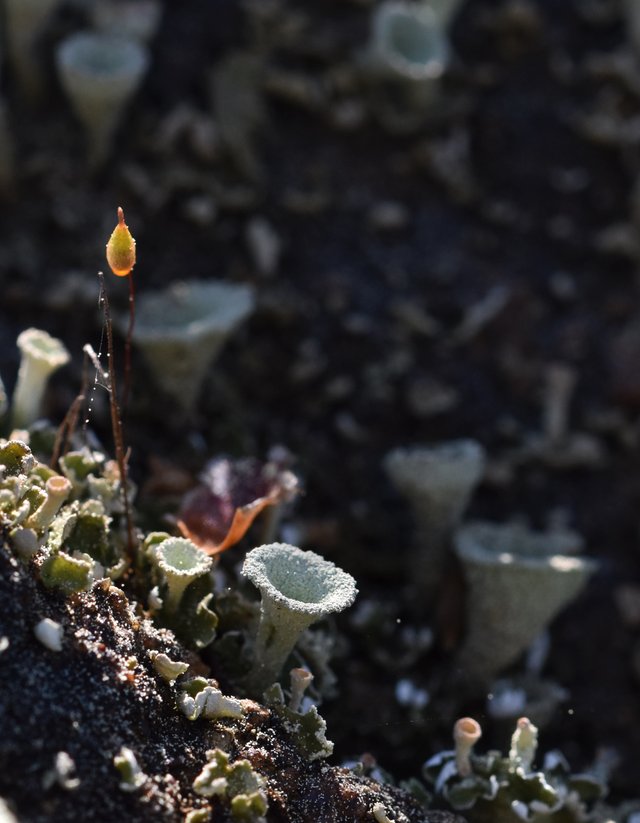 lichen macro pine polen 2.jpg