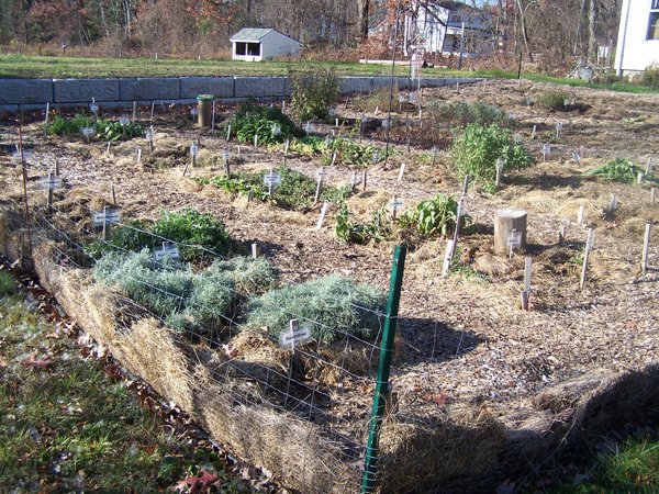 New Herb garden - part cleaned out crop November 2019.jpg