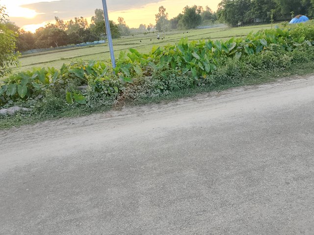 1000043184.jpg