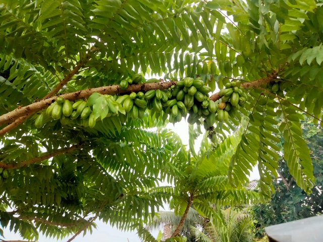 IMG20250727181102.jpg