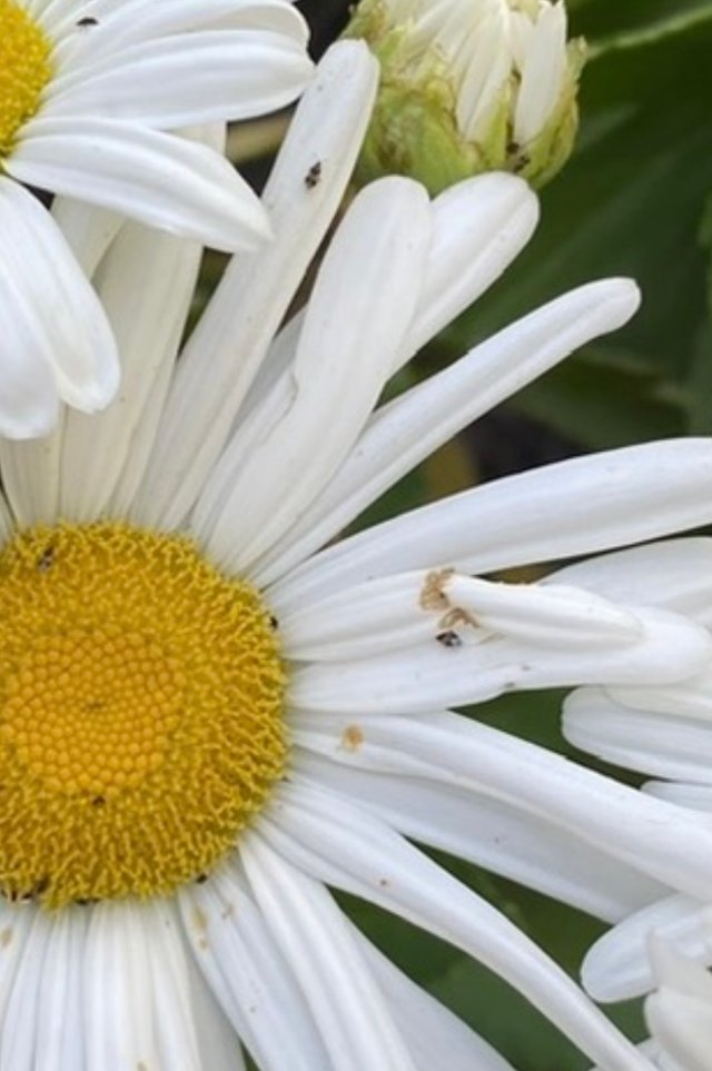 IMG_5442.jpeg