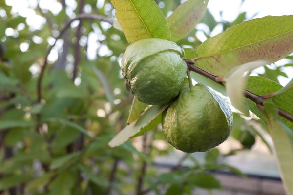 ripening_guava_fruit_on_the_stem_517425.jpg