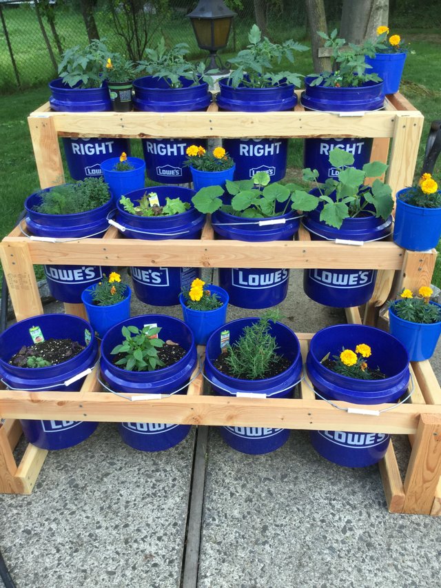 DYS bucket garden.jpg