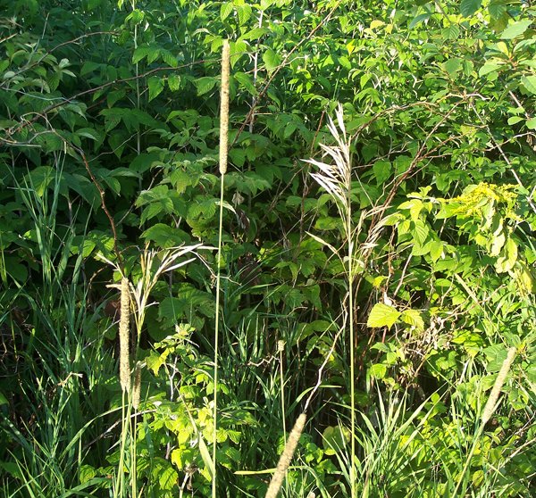 Driveway - grassheads6 crop August 2019.jpg