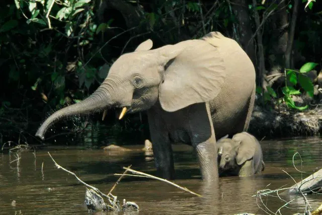forest-elephants-mother-baby-congo-basin.jpg.webp