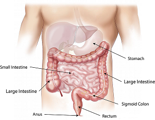 abdomen-1698565_640.png