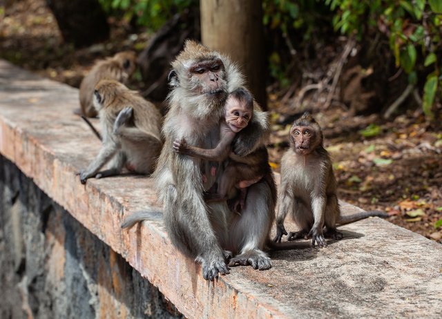 long-tailed-macaque-4501437_1920.jpg