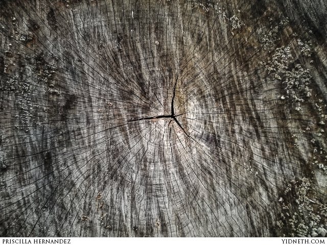 rings oak hamadryad - by priscilla Hernandez (yidneth.com).jpg