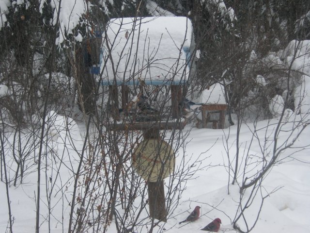 2 pine grosbeaks and 2 blue jays at feeder.JPG