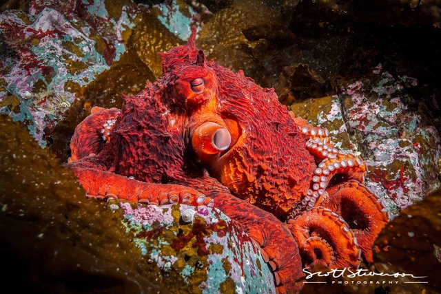 Giant Pacific Octopus-3.jpg