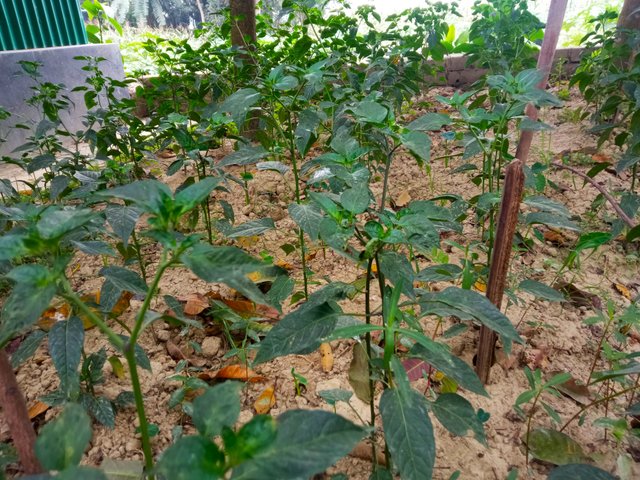 garden (3).jpg