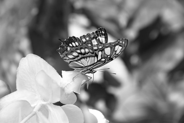 butterfly.JPG