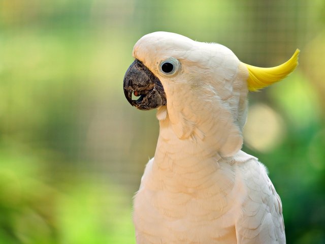 cockatoo-8927561_1920.jpg