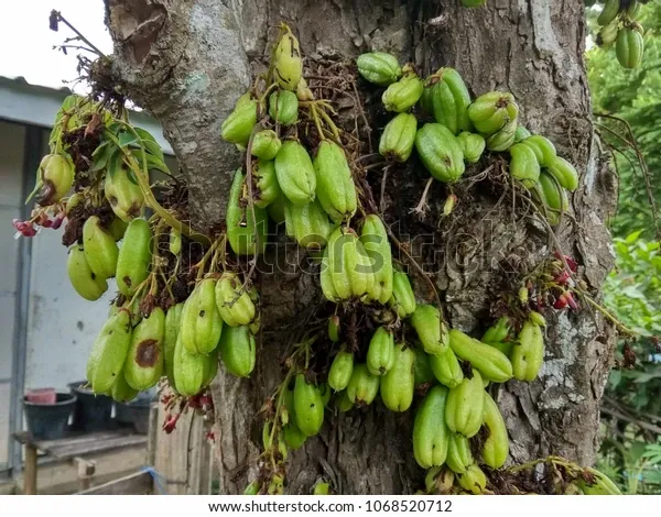 bilimbi-plants- shutterstock.webp