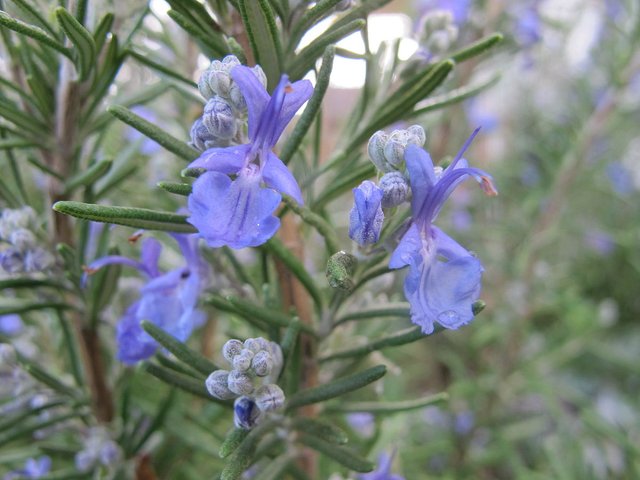 Rosemary_in_bloom.JPG