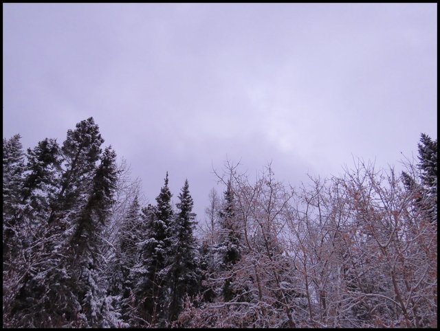 looking up at the snowy treetops with an interesting light in the cloudy evening sky.JPG