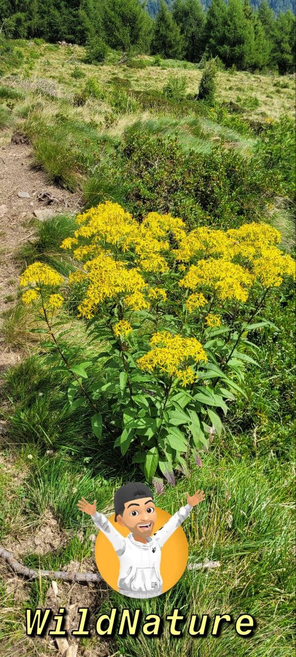 Senecio ovatus.jpg