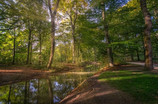 151012 Englischer Garten Wald Sonnenstrahlen.JPG