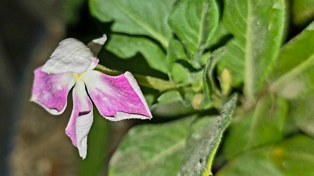 20250706_021843.jpg