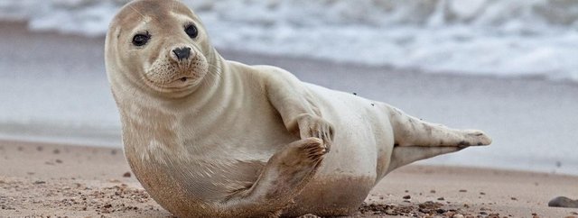 seals in Wales.jpg