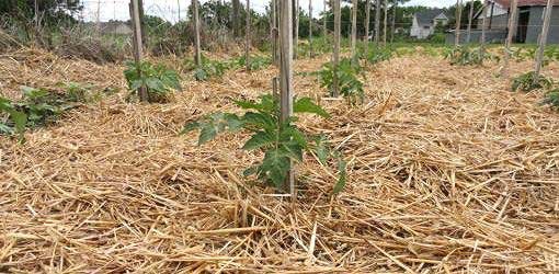 straw-mulching.jpg