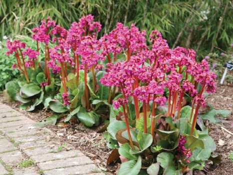 Bergenia-Cordifolia.jpg