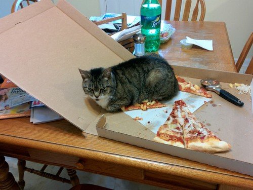 Cats-That-Really-Don’t-Care.jpg