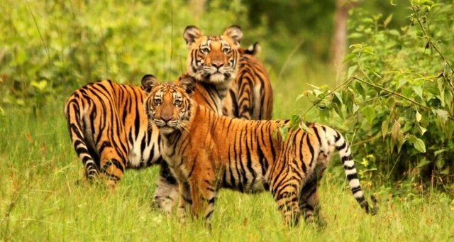 RAP-Tiger-and-cubs-Bandipur_Augustine-Prince_WTI-1-750x400.jpg