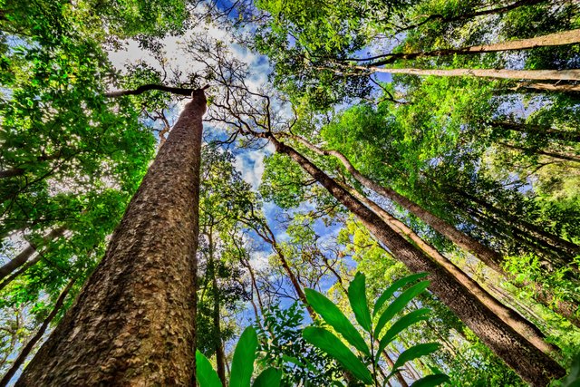 Amazon-rainforest-trees-ThinkstockPhotos-Khlong.original.jpg