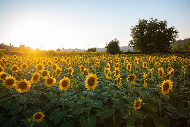 sunflowers-6007847_1280.jpg