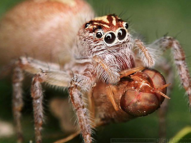 Araña frigga sp.jpg