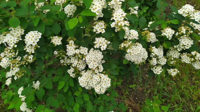 IMG_20210526_151718.jpg