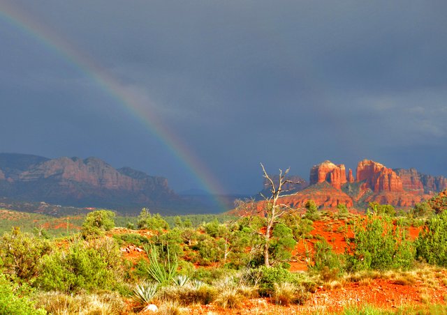 IMG_0507dead tree rainbow 7x9.jpg