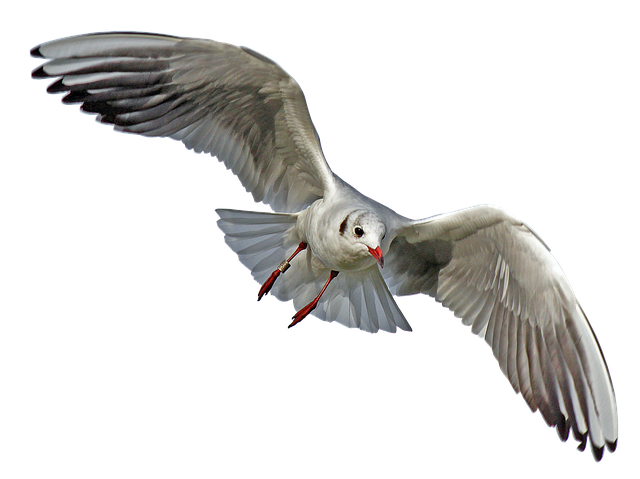 seagull-2693363_640.png