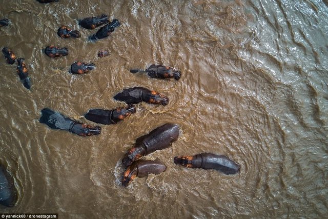 47AED1D100000578-5226729-Hippos_This_herd_of_hippopotamus_was_pictured_swimming_in_Sereng-a-247_1514841065376.jpg