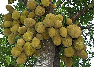 400px-Jackfruit_National_fruit_of_Bangladesh.jpg