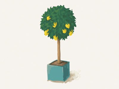 lemon-tree.jpg