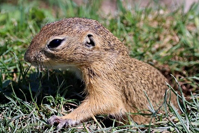 gopher-4330956_640.jpg